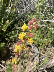 Tetragonia