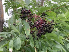 Sambucus canadensis