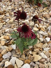 Echinacea purpurea