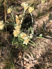 Pseudognaphalium macounii