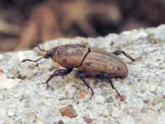 Sphenophorus