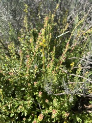 Tetragonia
