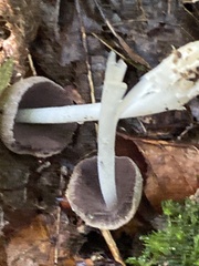Coprinaceae