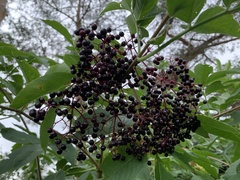 Sambucus canadensis