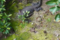 Varanus salvator macromaculatus