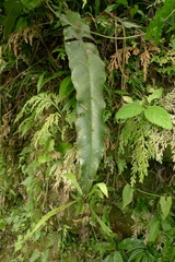 Asplenium amboinense