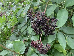 Sambucus canadensis
