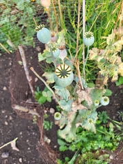 Papaver somniferum