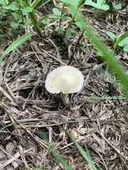 Stropharia coronilla