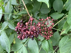 Sambucus canadensis
