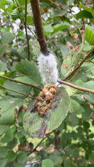 Prociphilus tessellatus