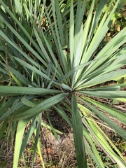 Yucca filamentosa
