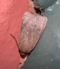 Noctuinae