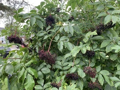 Sambucus canadensis