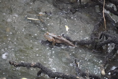 Periophthalmodon schlosseri