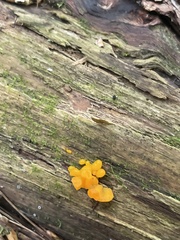 Dacrymyces chrysospermus