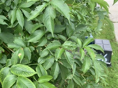Sambucus canadensis