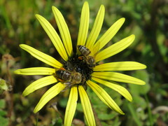 Apis mellifera capensis