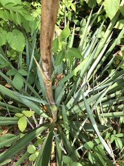 Yucca filamentosa