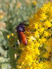 Sphecodes albilabris