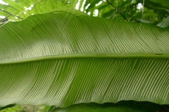 Asplenium amboinense