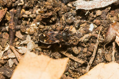 Eremocoris podagricus