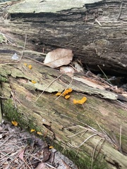 Dacrymyces chrysospermus