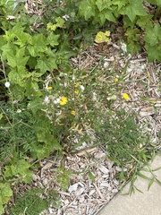 Sonchus asper