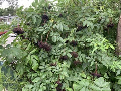 Sambucus canadensis