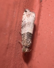 Spilonota ocellana