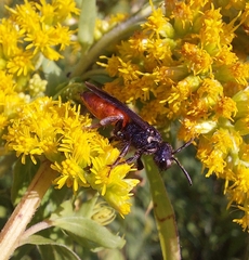 Sphecodes albilabris