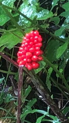 Arisaema dracontium