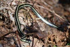 Thamnophis