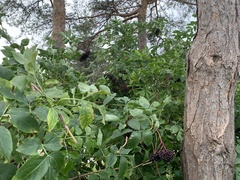 Sambucus canadensis