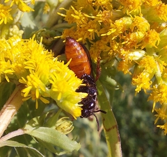 Sphecodes albilabris