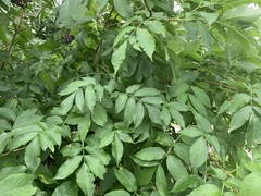 Sambucus canadensis