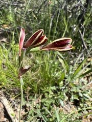 Hesperantha falcata