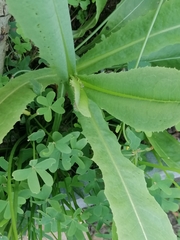 Helminthotheca echioides