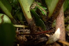 Asplenium amboinense
