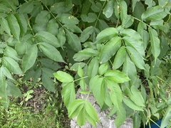 Sambucus canadensis