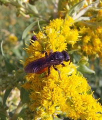Sphecodes albilabris