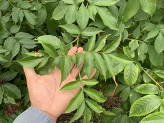 Sambucus canadensis