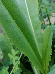 Helminthotheca echioides