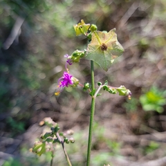 Mirabilis linearis