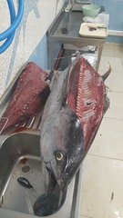 Thunnus albacares