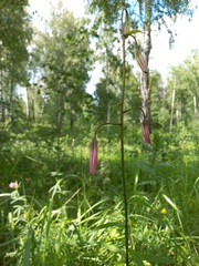 Lilium martagon pilosiusculum