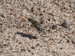 Cicindela hirticollis