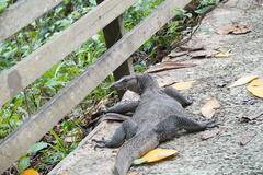 Varanus salvator macromaculatus