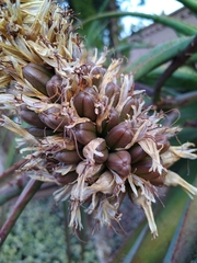 Drimia elata