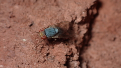 Prosopomyia pallida